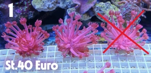Meerwasser Korallen-Ableger !!EXPRESSVERSAND!!