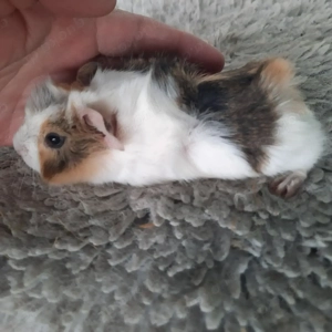 Rosettenmeerschweinchen