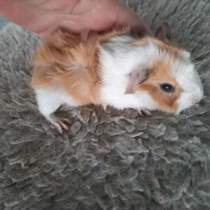 Rosettenmeerschweinchen Bild 3