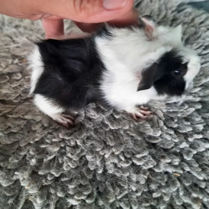 Rosettenmeerschweinchen Bild 5