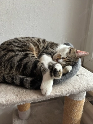 Bengal-Mix Kater