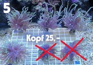 Meerwasser Korallen-Ableger !!EXPRESSVERSAND!!
