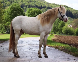 Deckanzeige Welsh B Perlino