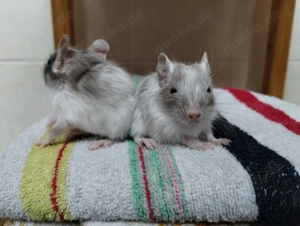 Super süßer Degu Nachwuchs:Sonderfarben:Lilac-,Schoko-Schwarz-Sandschecke suchen demnächst Heugeber!