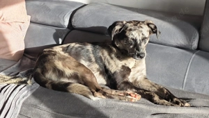 Bianca sucht ein neues Zuhause