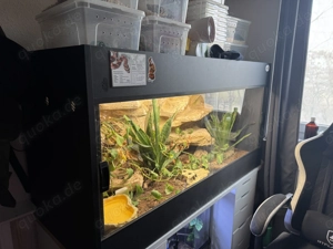 Kornnatter Zuchtpaar - Sunkissed Anery