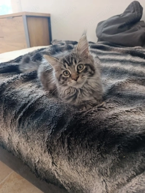 Katzenbabys suchen neuen Dosenöffner 