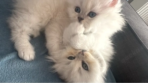 Wunderschöne BKH Kitten mit blauen Augen liebevoll aufgezogen