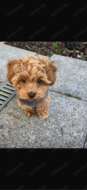 Maltipoo mischlings welpe