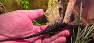 Rotaugen-buschkrokodil 