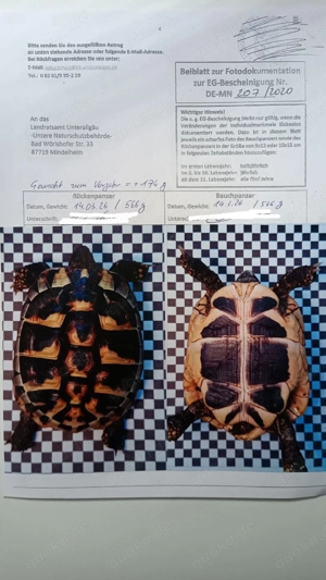 2x (W) griechische Landschildkröten   Optional Gehege mit UV u.s.w. Bild 2