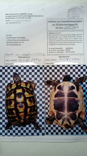 2x (W) griechische Landschildkröten   Optional Gehege mit UV u.s.w. Bild 3