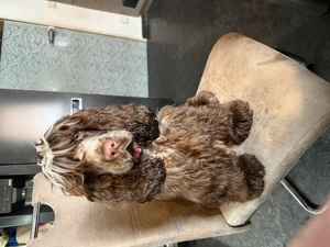 Engl. Cocker Spaniel Mädchen