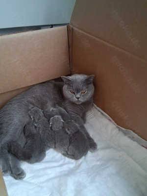 Reinrassige BKH Kitten 