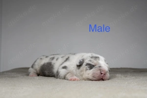 American Bully Pocket Welpen mit ABKC Ahnentafel Top Stammbaum