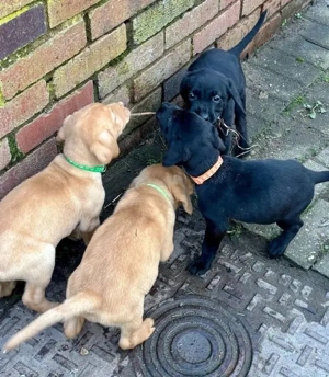 Labrador Retriever Welpen