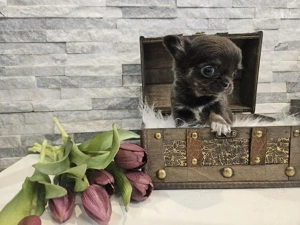 Chihuahua Weibchen Mini blue tan