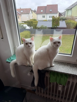 BKH - Brüder: 2 liebe Kater suchen neues Zuhause 