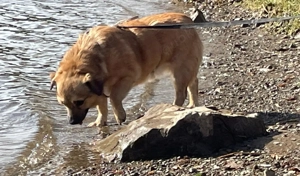 Charlie - verschmuster Schatz sucht Zuhause