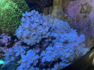 Kräftige Ableger pumpende Xenie auf Plug zu verschenken