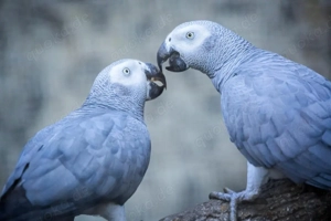 Graupapagei Pärchen