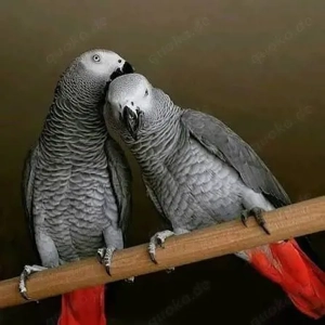 Graupapagei Pärchen