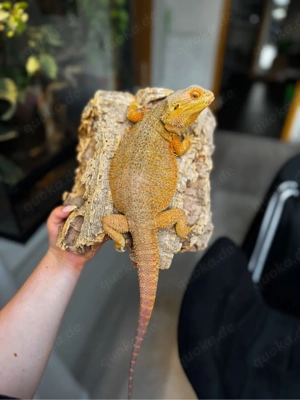 Bartagamen Weibchen Orange Hypo