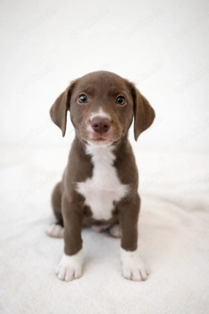 Australian Shepherd Mix