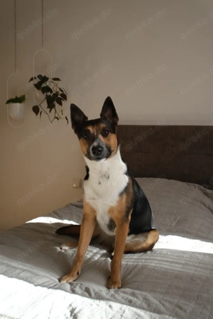 Malinois Mischling Remus