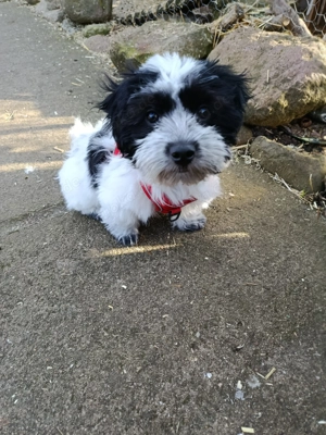 Havaneser Malteser Mix Welpe 