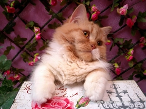 Extralieber hundeverträglicher ausnahmeschöner roter Welpenkater mit weißen Abzeichen zu vergeben!!!