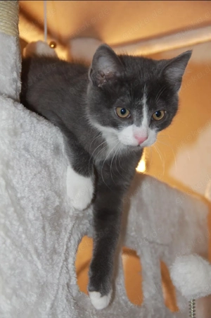 EKH Jungkater grau-weiss, knapp 6 Monate alt