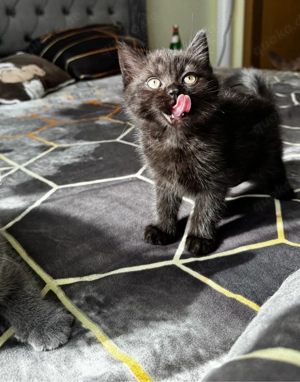 BKH Mix Kitten   grau und schwarz   8 Wochen