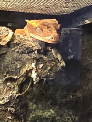 Kronengeckos NZ 25  Lilly White Tricolor  