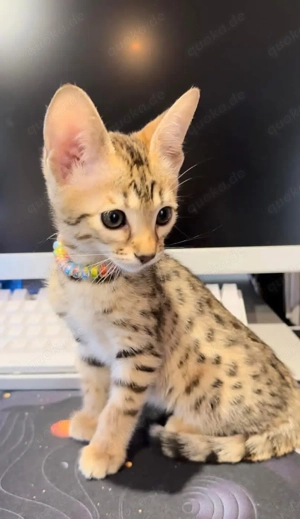Ausgezeichnete Qualität, TICA-registrierte reinrassige Savannah-Kätzchen erhältlich