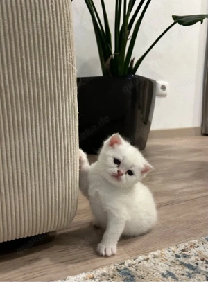 Reinrassige BKH Kitten mit Stammbaum