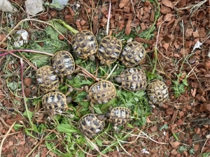 Griechische Landschildkröten NZ 2025 wunderschön gezeichnet