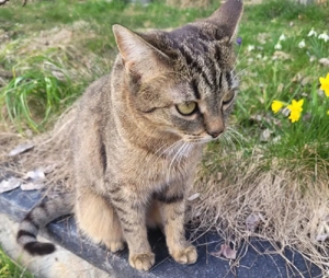 Zauberhaftes junges Kätzchen sucht liebevolles Zuhause   
