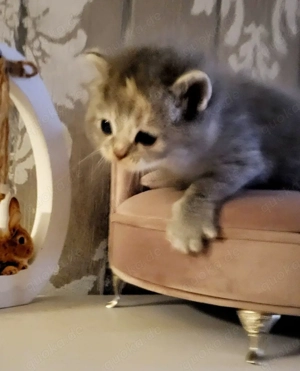 Baby Kitten. Mädchen. 