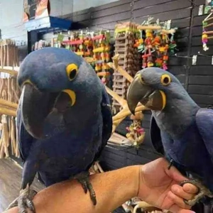 Wunderschöne Hyazinth-Aras (männlich und weiblich)