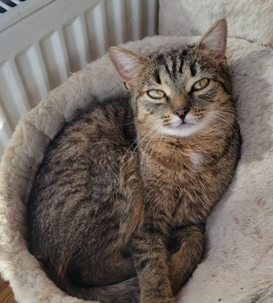 Zauberhaftes junges Kätzchen sucht liebevolles Zuhause   