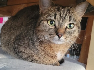 Zauberhaftes junges Kätzchen sucht liebevolles Zuhause   