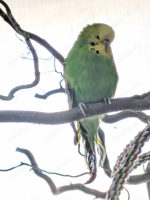 Wellensittich-Henne (ca. 4 Jahre) sucht liebevolles Zuhause 