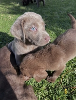 Niedliche Labrador Welpen suchen ein neues Zuhause