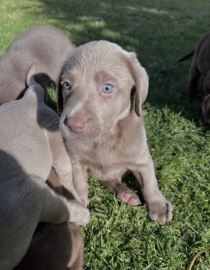Sehr süße Labrador Welpen abzugeben Bild 4