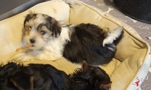 Morkie Welpen Rüde