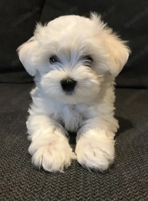 Maltipoo Welpen 