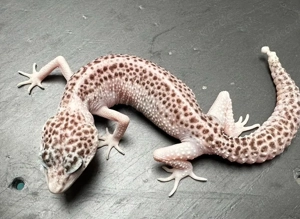 Leopardgecko Weibchen Super Galaxy Pied   Übergabe Hannover März