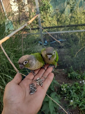 Grünwangen rotschwanzsittich 