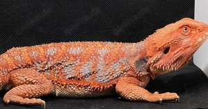 Half Red Monster hypo high blue tiger 66%het tranculent von DD Reptiles 